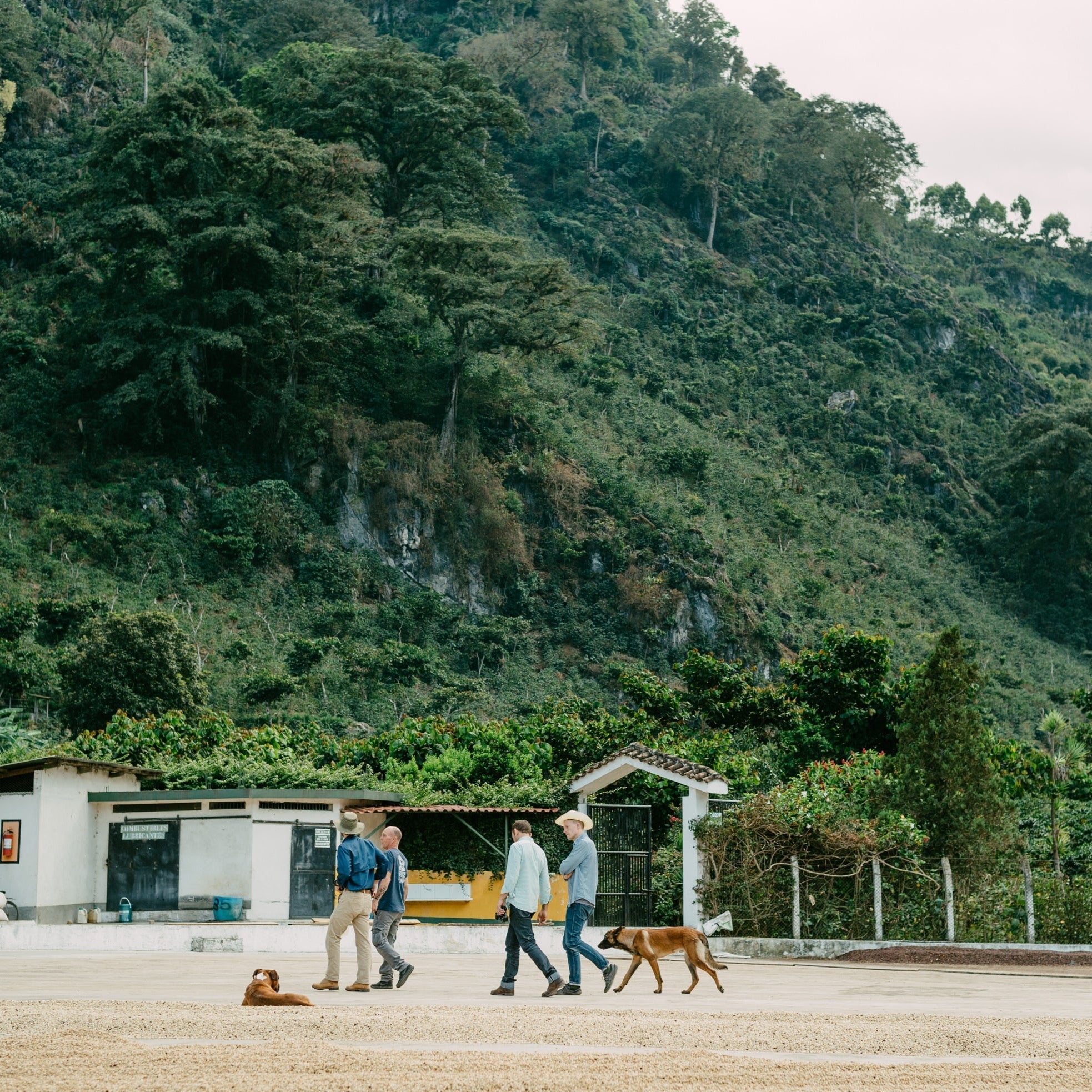 A panoramic: four men walk two dogs in front of a hill covered in coffee trees and greenery in Guatemala.