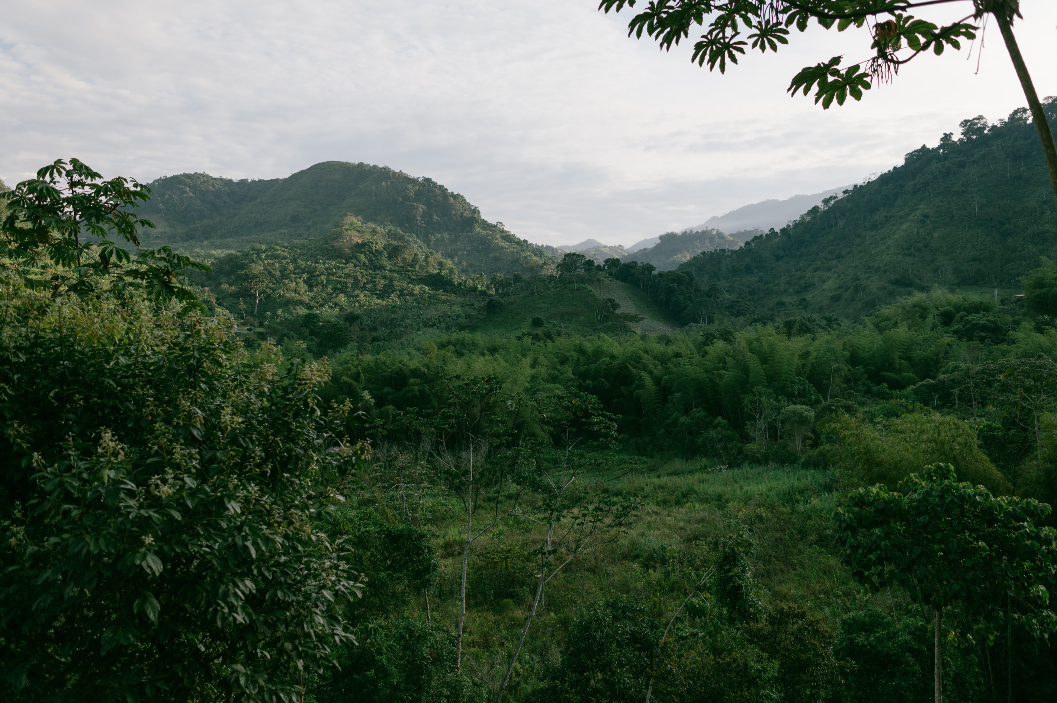 A panoramic of a Colombian coffee farm.