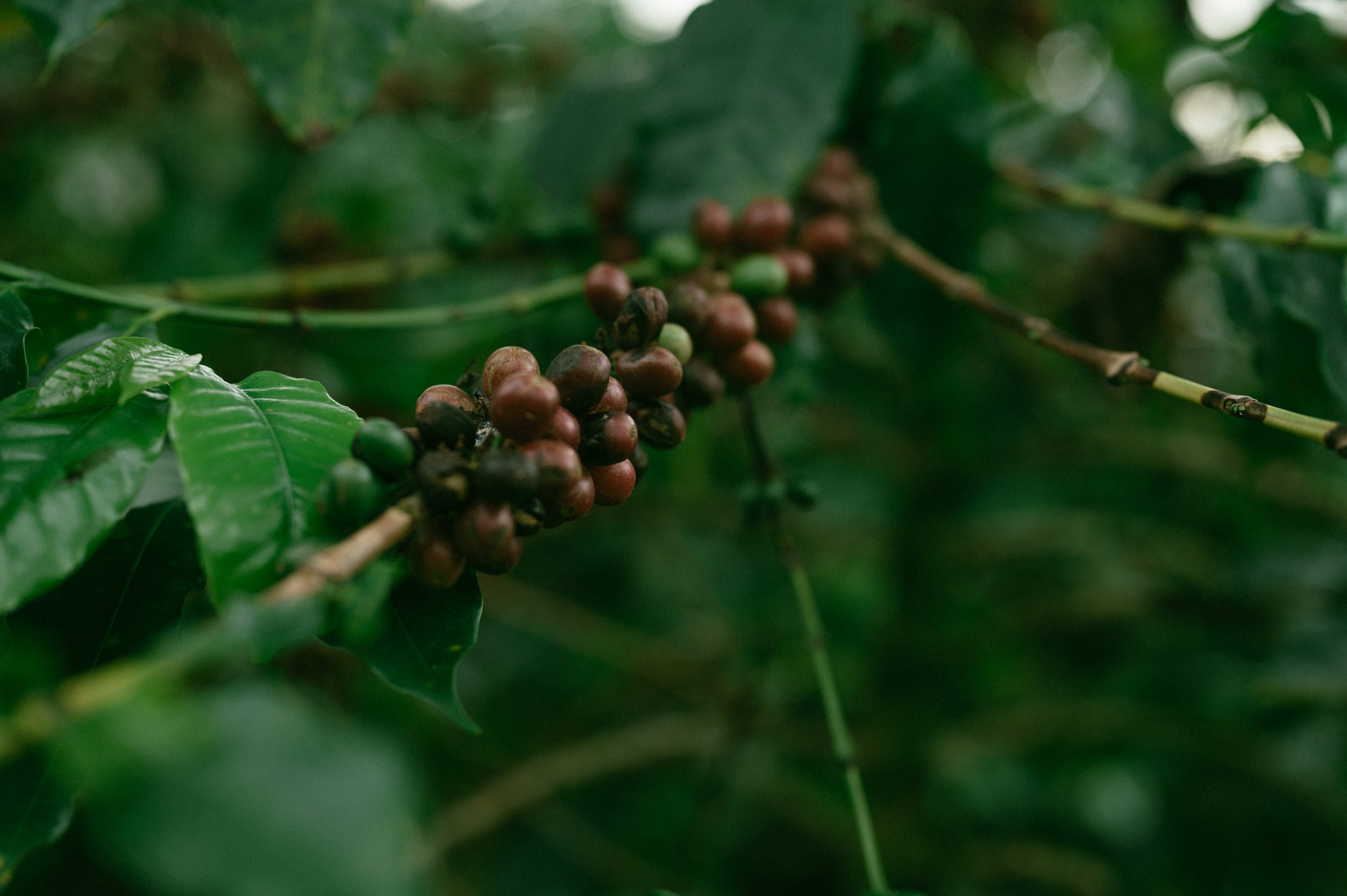 A close-up of ripe, browned coffee cherries on a coffee tree in Columbia.