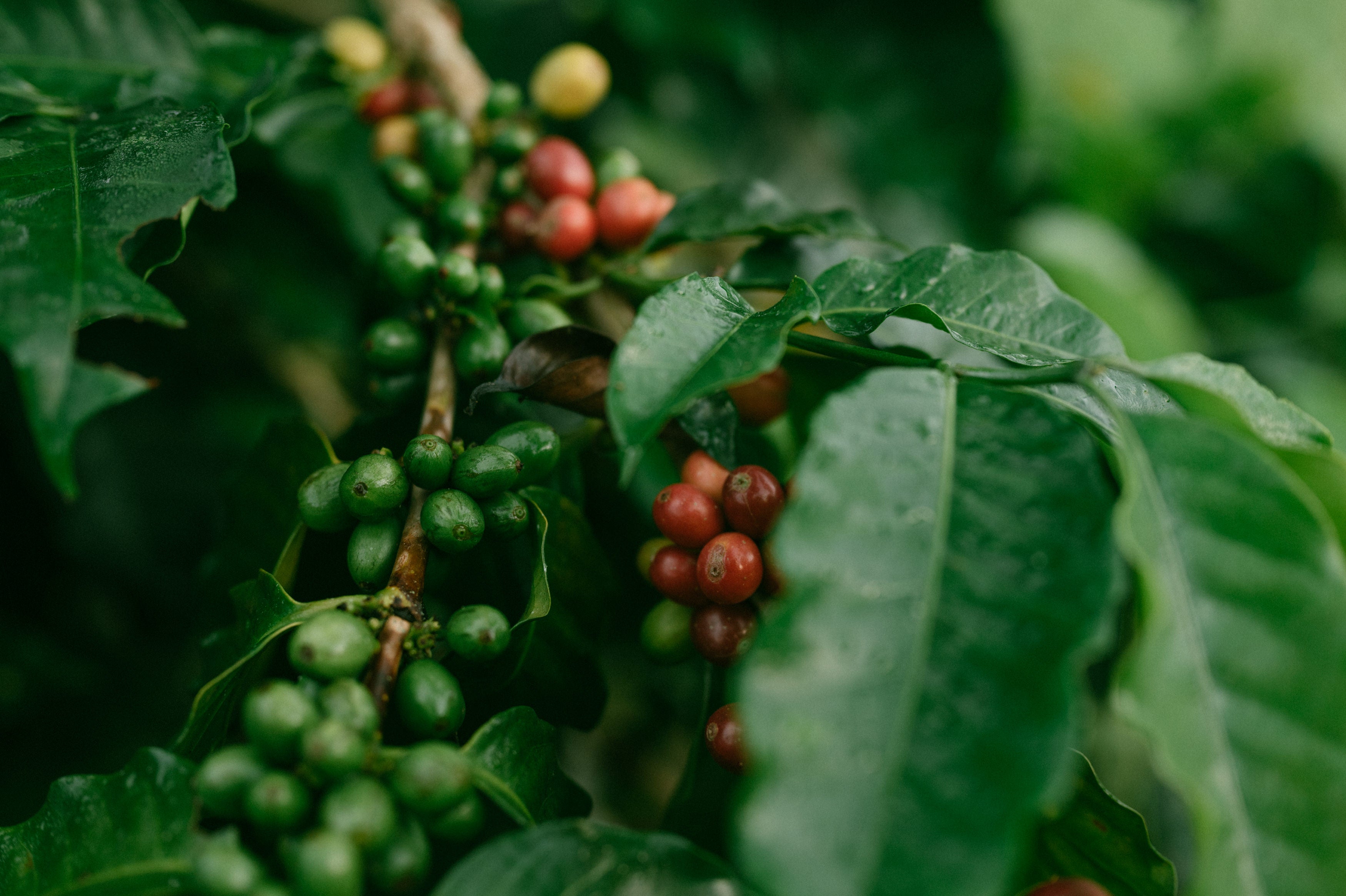 A close-up of unripe Colombian coffee cherries on a tree.