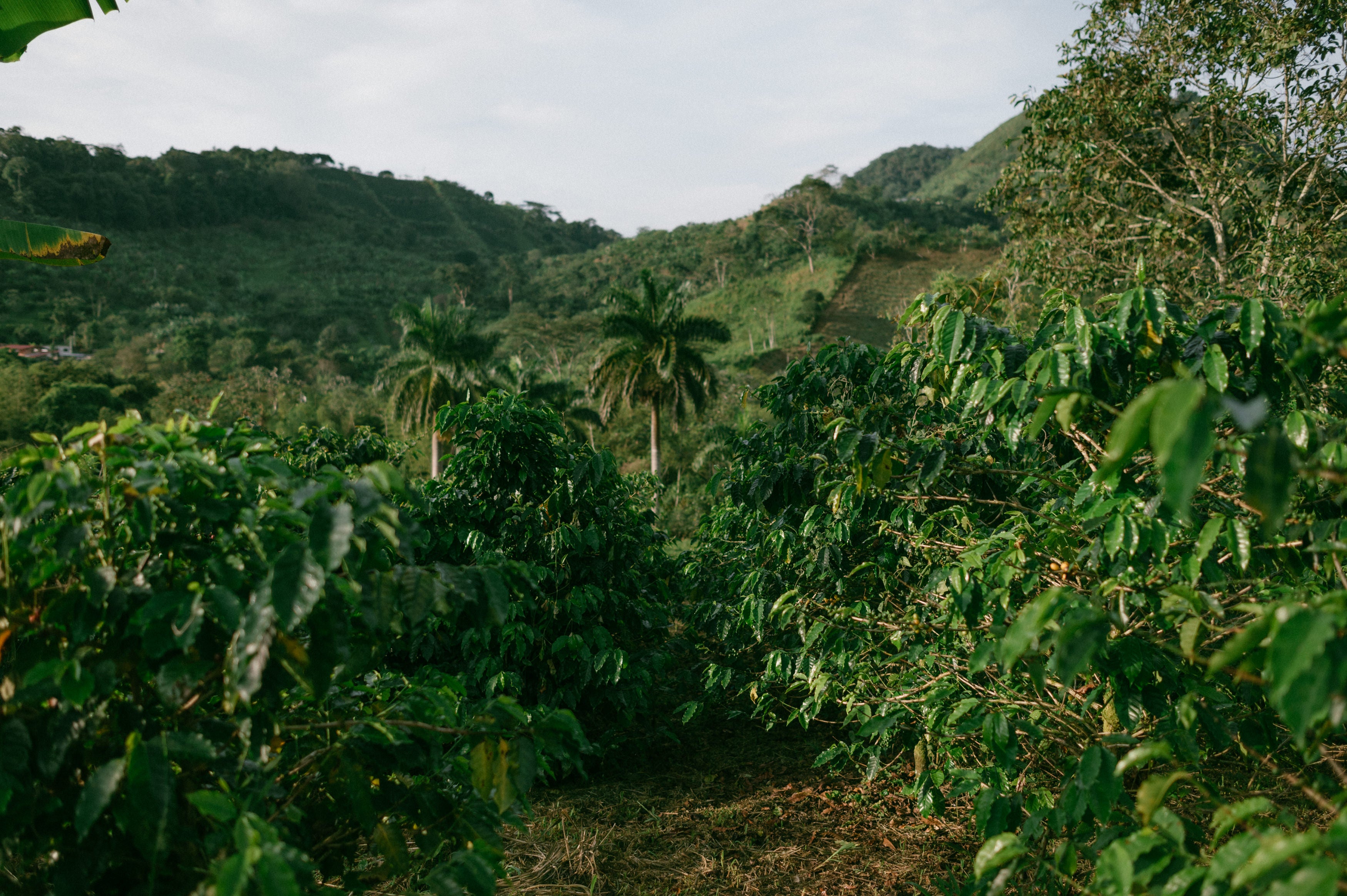 A panoramic view of the coffee trees of a Colombian coffee farm. Other types of trees appear between the coffee.