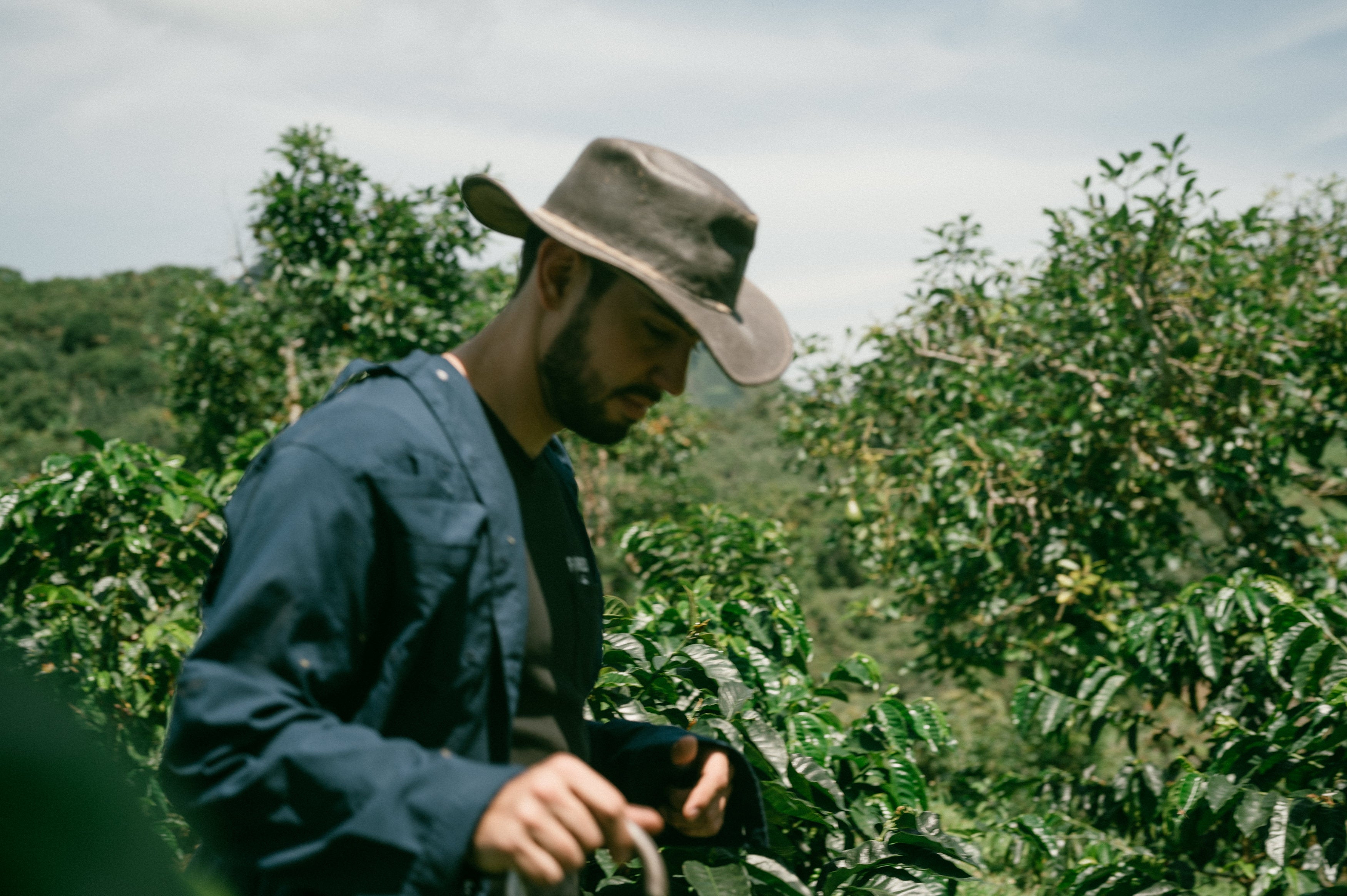 A coffee farmer in a blue shirt and a wide-brim hat walks among the coffee trees on a Colombian coffee farm.