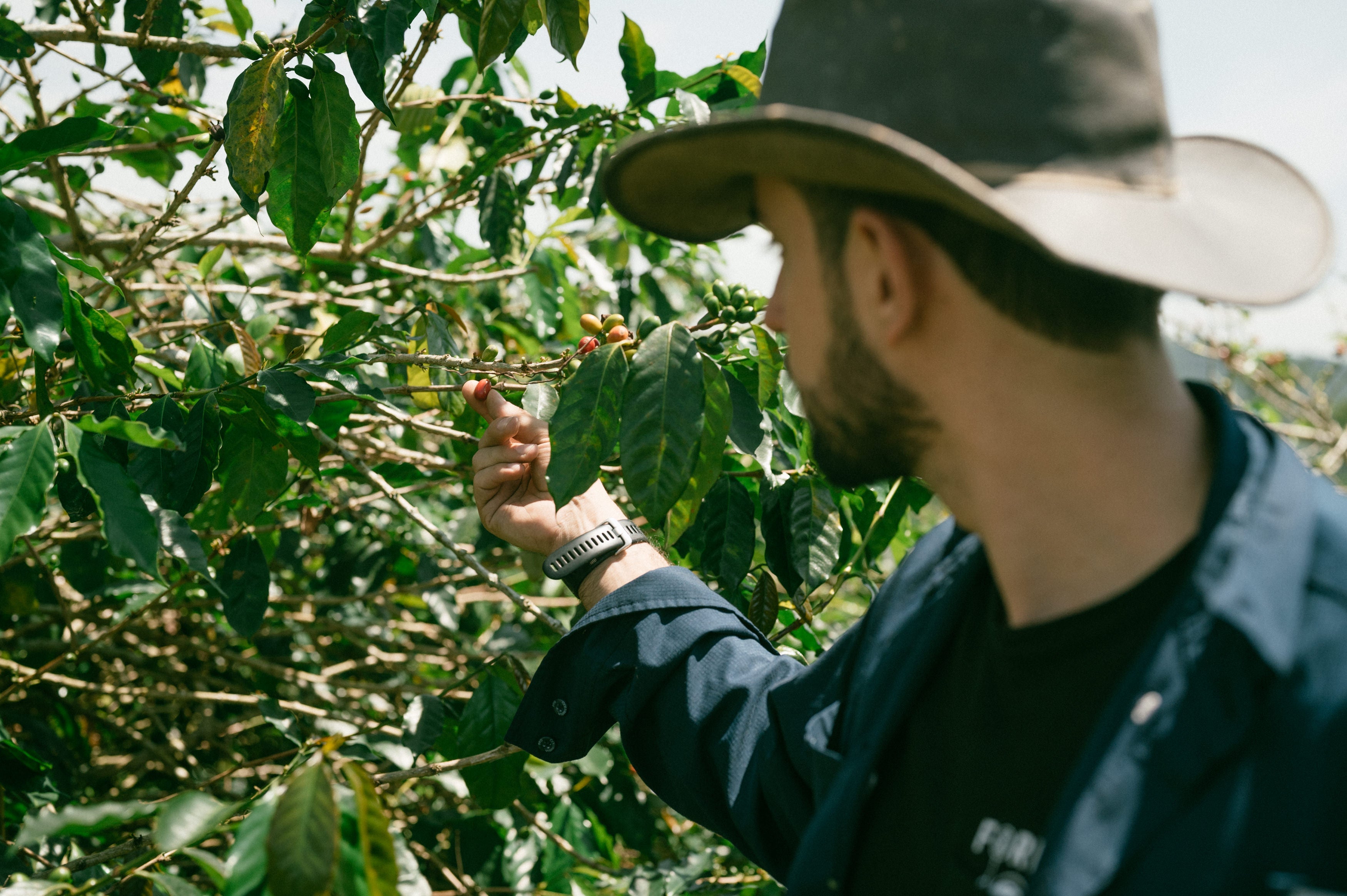 A coffee farmer in a blue shirt and a wide-brim hat reaches out to touch a coffee cherry on a Comombian coffee farm.