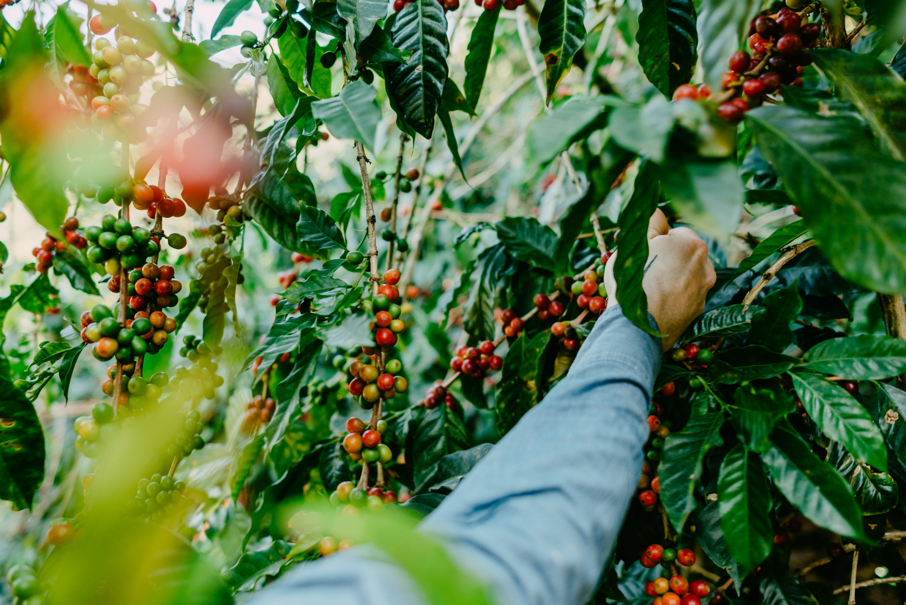 A man in a blue shirt reaches for coffee cherries on a tree on a Guatemalan coffee farm.